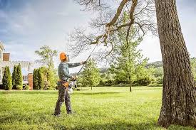 How Our Tree Care Process Works  in  Seneca, MO