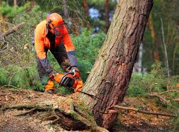 Best Root Management and Removal  in Seneca, MO