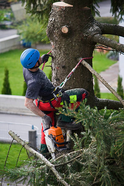 Best Storm Damage Tree Cleanup  in Seneca, MO