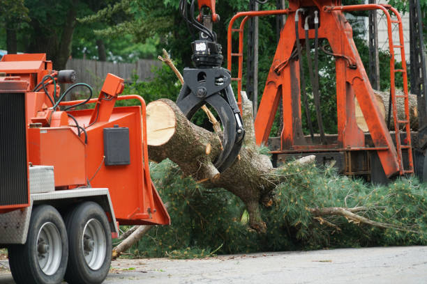  Seneca, MO Tree Services Pros