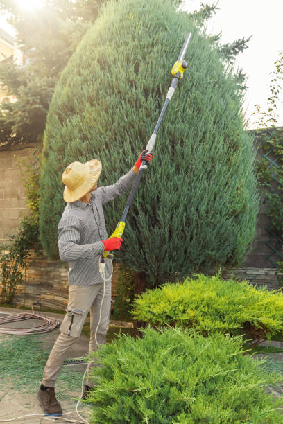 Best Lawn Dethatching Services  in Seneca, MO